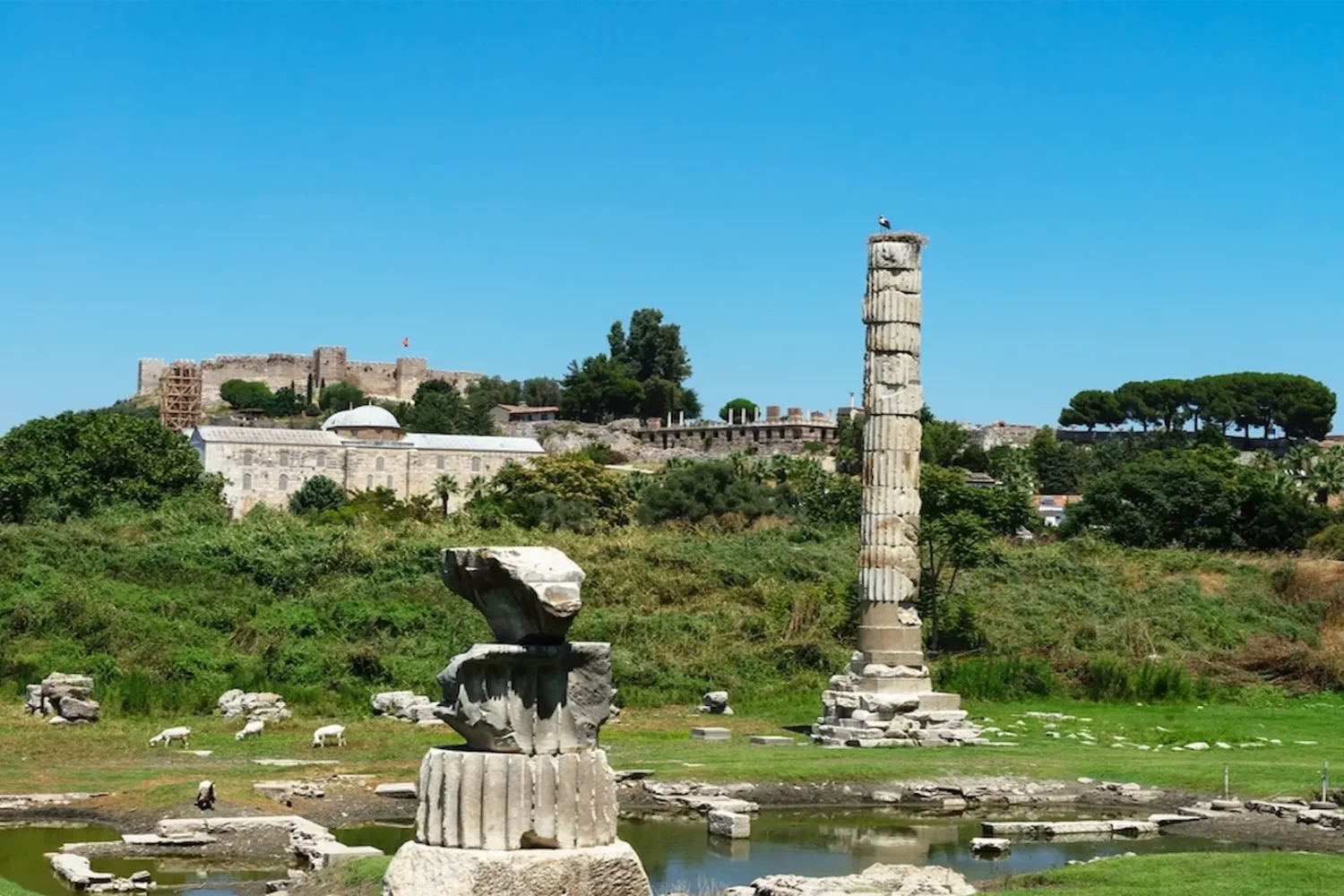 emains of classical marble columns on green field at Ephesus under clear blue sky