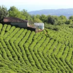 Lush green tea fields and traditional houses in Giresun