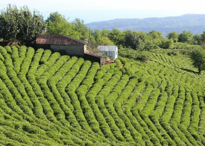 Lush green tea fields and traditional houses in Giresun